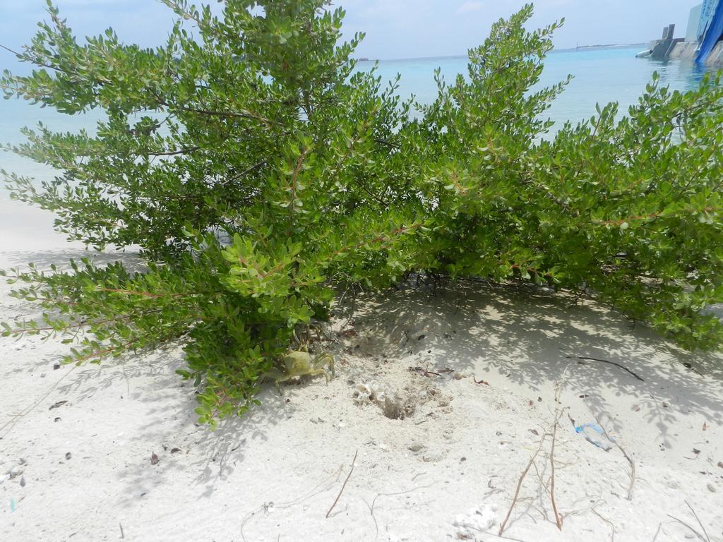 Manta Inn Bodufolhudhoo Exterior photo